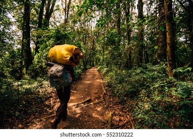 Kilimanjaro Mountain Jungle, Route With Guide And Porter