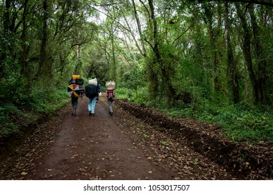 Kilimanjaro Trek To The Summit