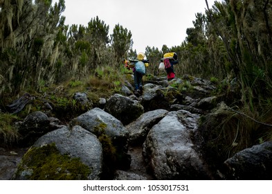 Kilimanjaro Trek To The Summit