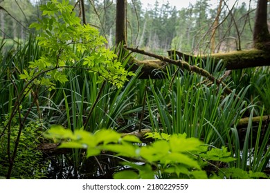 Killarney Lake. Vancouver Island. Canada