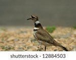 killdeer