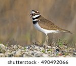 Killdeer