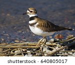 Killdeer