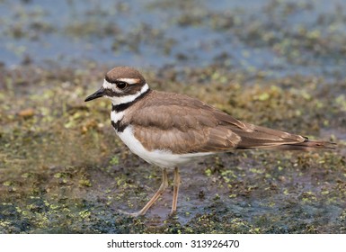 Killdeer 