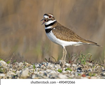 Killdeer