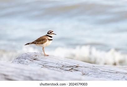 killdeer bird shorebird at Vancouver BC Canada