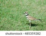 Killdeer (Charadrius collaris)