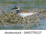 Killdeer - Charadrius vociferus wading in marsh. Photo from Playa Larga, Las Salinas in Cuba.