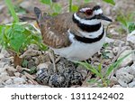 Killdeer and Eggs
