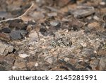 Killdeer Eggs camouflaged - looks like stones