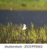 Killdeer flying at lakeside, it is a common, large plover. Slender shape with long wings and tail. Look for two black breast bands. 