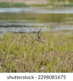 Killdeer flying at lakeside marsh, it is a common, large plover. Slender shape with long wings and tail. Look for two black breast bands.