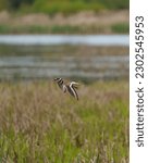 Killdeer flying at lakeside marsh, it is a common, large plover. Slender shape with long wings and tail. Look for two black breast bands.