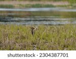 Killdeer flying at lakeside marsh, it is a common, large plover. Slender shape with long wings and tail. Look for two black breast bands.
