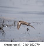 Killdeer flying at lakeside marsh, it is a common, large plover. Slender shape with long wings and tail. Look for two black breast bands. 