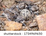 A killdeer nest made of pebbles and debris full of babies and one more unhatched egg.