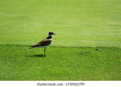 Killdeer Standing On A Golf Course