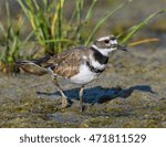 Killdeer Walking