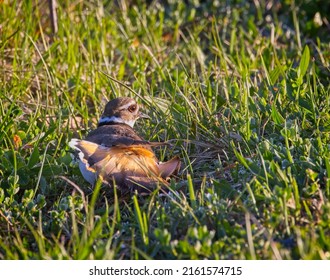 Killdeers Broken Wing Display Made Distract Stock Photo 2161574715 ...