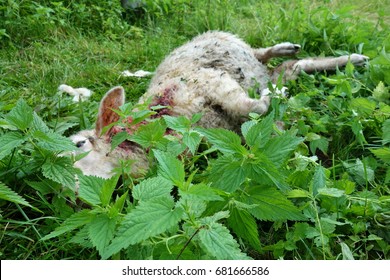 Killed Sheep, Dog Or Wolf Attack.