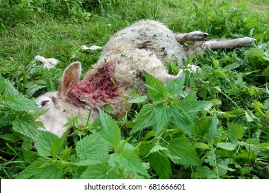 Killed Sheep, Dog Or Wolf Attack.