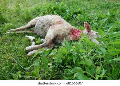 Killed Sheep, Dog Or Wolf Attack.