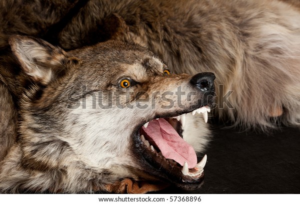 Killed Wild Wolf Animal Snout Taxidermy Stock Photo Edit Now