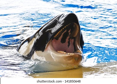 Killer Whale