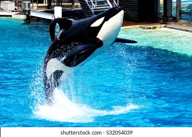 Killer Whale