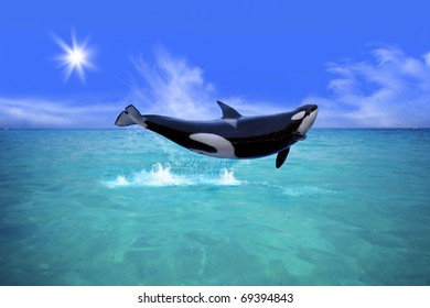 Killer Whale