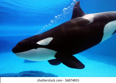 Killer Whale In Blue Water