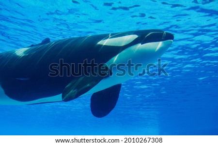 Killer whale in blue water