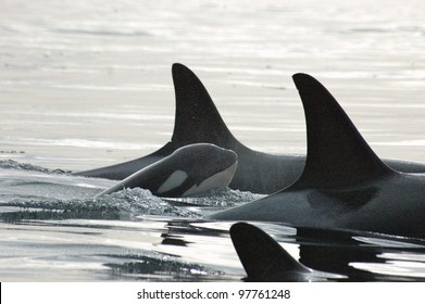 A killer whale calf surfaces, surrounded by his family.