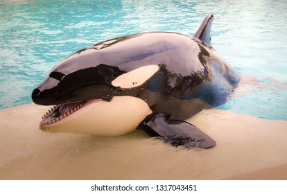 Killer Whale In Captivity