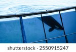 Killer Whale in Captivity at Marineland, Antibes, France