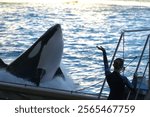 Killer Whale in Captivity at Marineland, Antibes, France