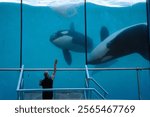 Killer Whale in Captivity at Marineland, Antibes, France