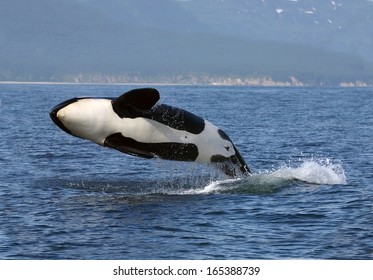 Killer Whale Female Breaching, Kamchatka, Pacific Ocean