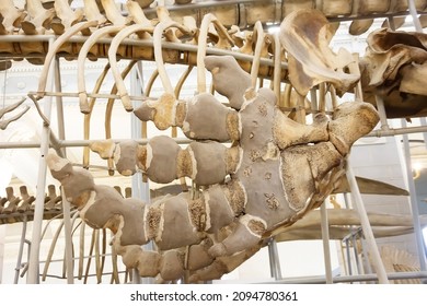 Killer whale fin bones on animal skeleton mockup