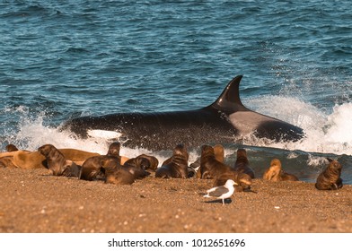 Killer whale hunting sea lions, Patagonia, Argentina