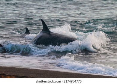 Killer whale hunting sea lions on the paragonian coast, Patagonia, Argentina - Shutterstock ID 2174984775