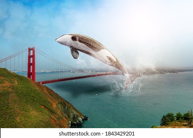 Killer Whale Jumping On Golden Gate Bridge, California, United States. The Golden Gate Is A Symbol Of San Francisco, Californian Landmark. Concept Of Endangered Marine Species For Human Invasion.