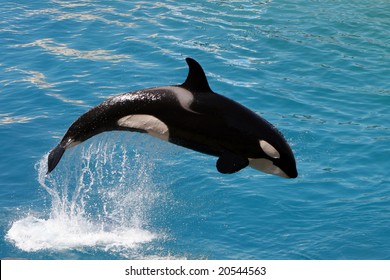 Killer Whale Jumping Out Of Water