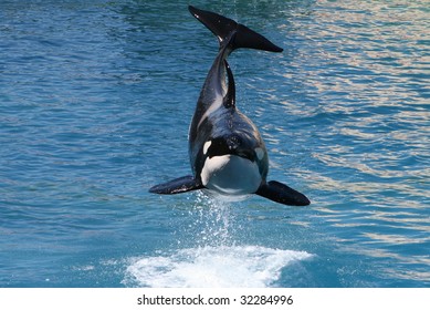 Killer Whale Jumping Out Of Water