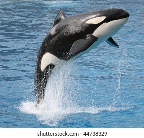 Killer Whale Jumping Out Of The Water