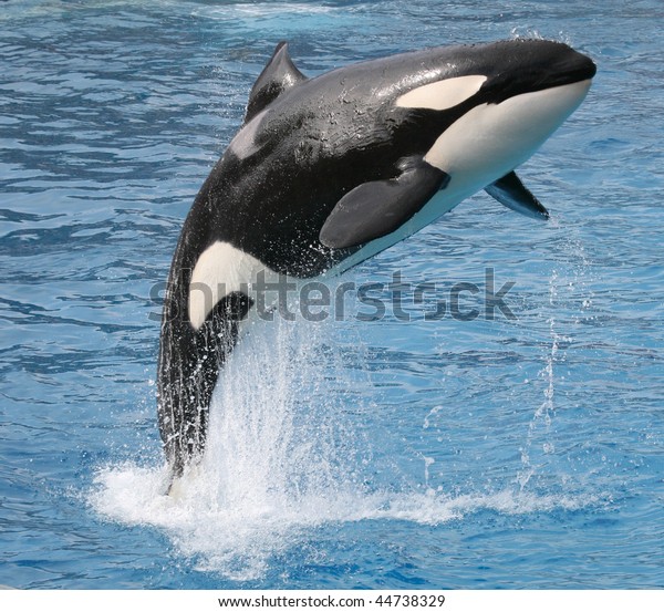 水から飛び降りるキラークジラ の写真素材 今すぐ編集