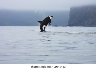 Killer Whale Making High Jump In The Wild, Kamchatka, Russia