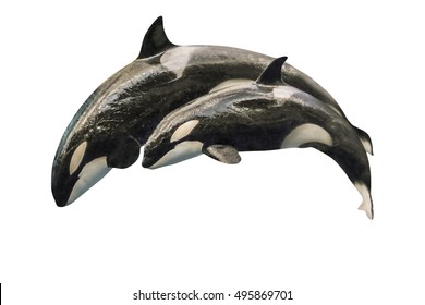 Orca Baby Images Stock Photos Vectors Shutterstock