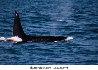 Killer Whale off the coast of Alaska - Shutterstock ID 1537252496