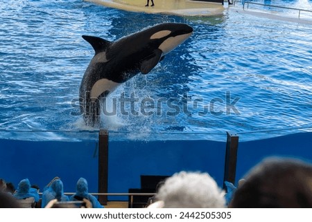 Killer whale, orca in the jump plashing water. Orca in a swimming pool